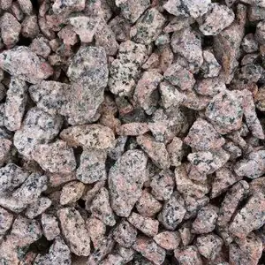 Close-up of Belmont Rose