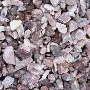 Close-up of Dixie Pink